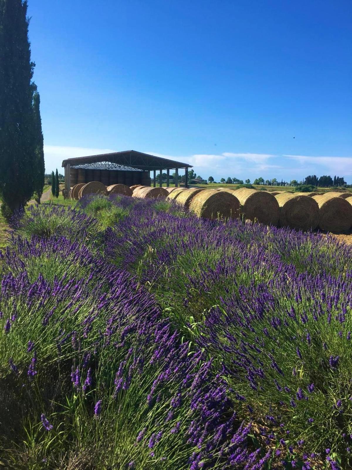 Tenuta Saracone *